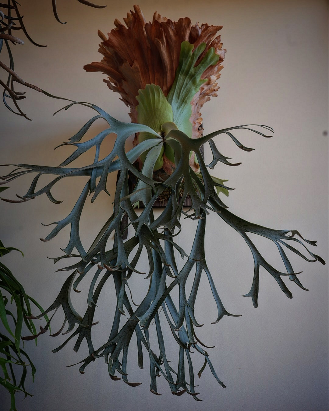 P.willinckii smurf from @katsu_hibino 今回の貯水葉はちょっと頑