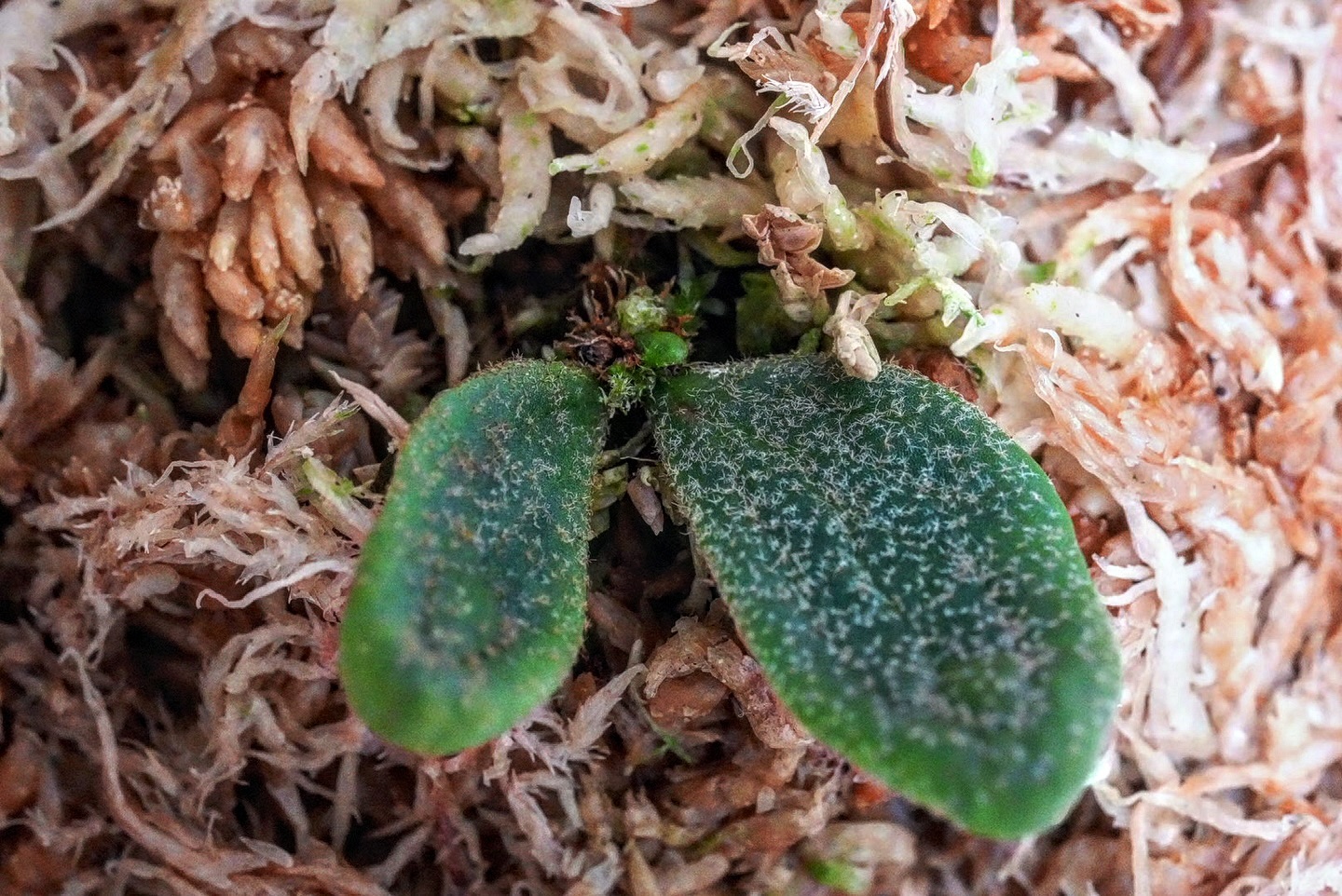 P.willinckii fishbone from @tmk_plants JTBの住人その一 今