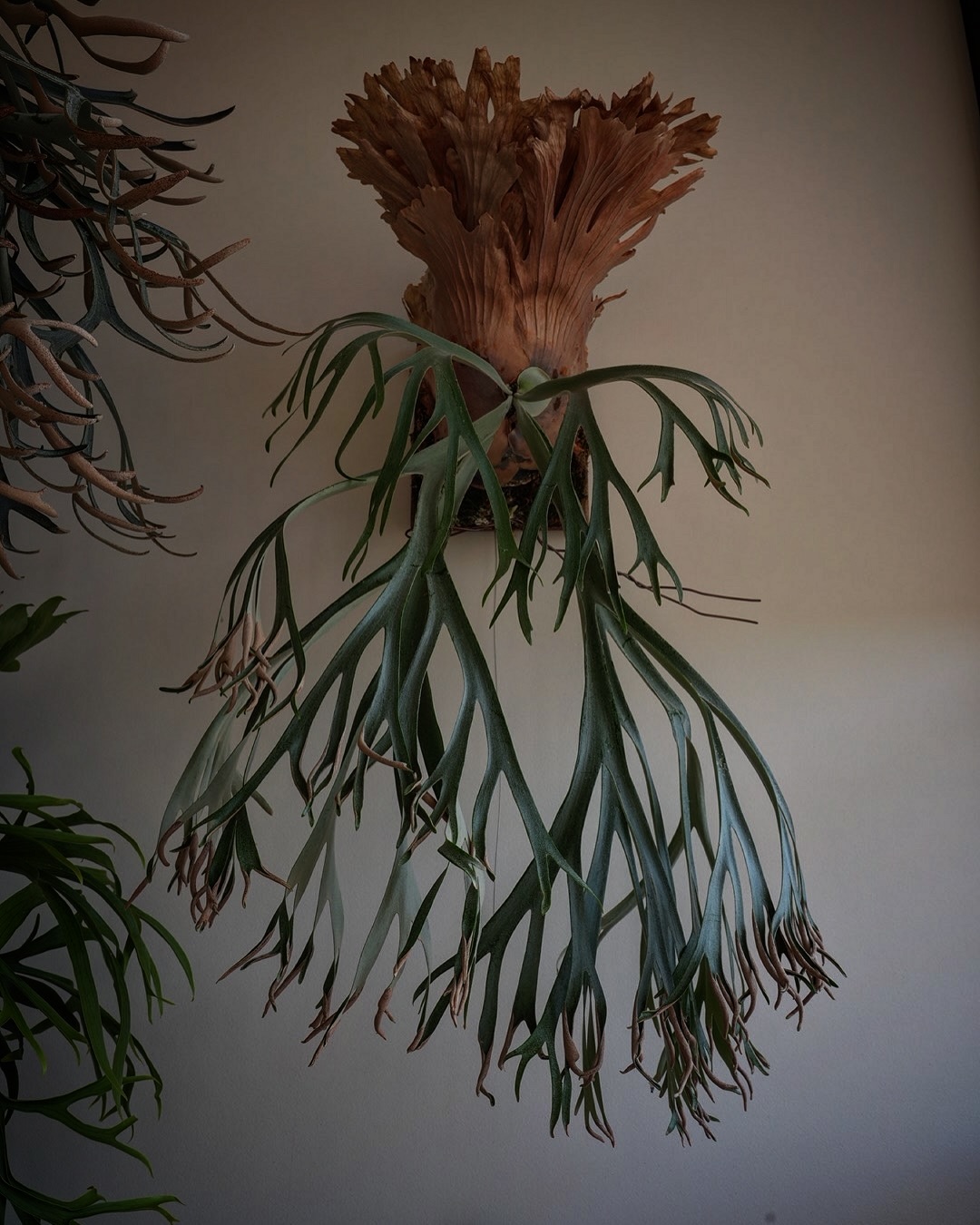 P.willinckii 月光爪哇 from @comolebi_plants 胞子葉が結構落ちたの