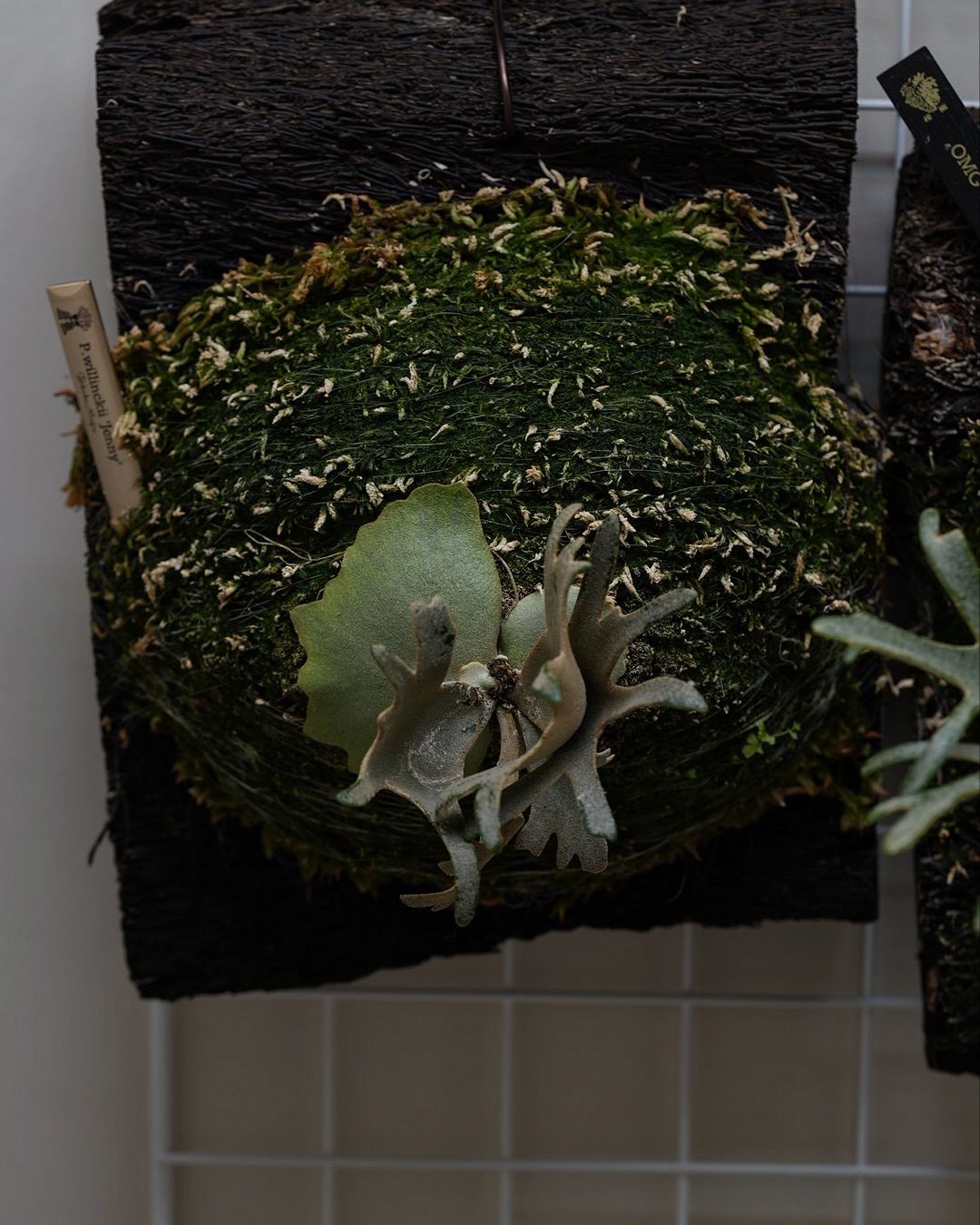 P.willinckii ‘Jenny’ from @bikakumafia JTBの住人その2 ジ