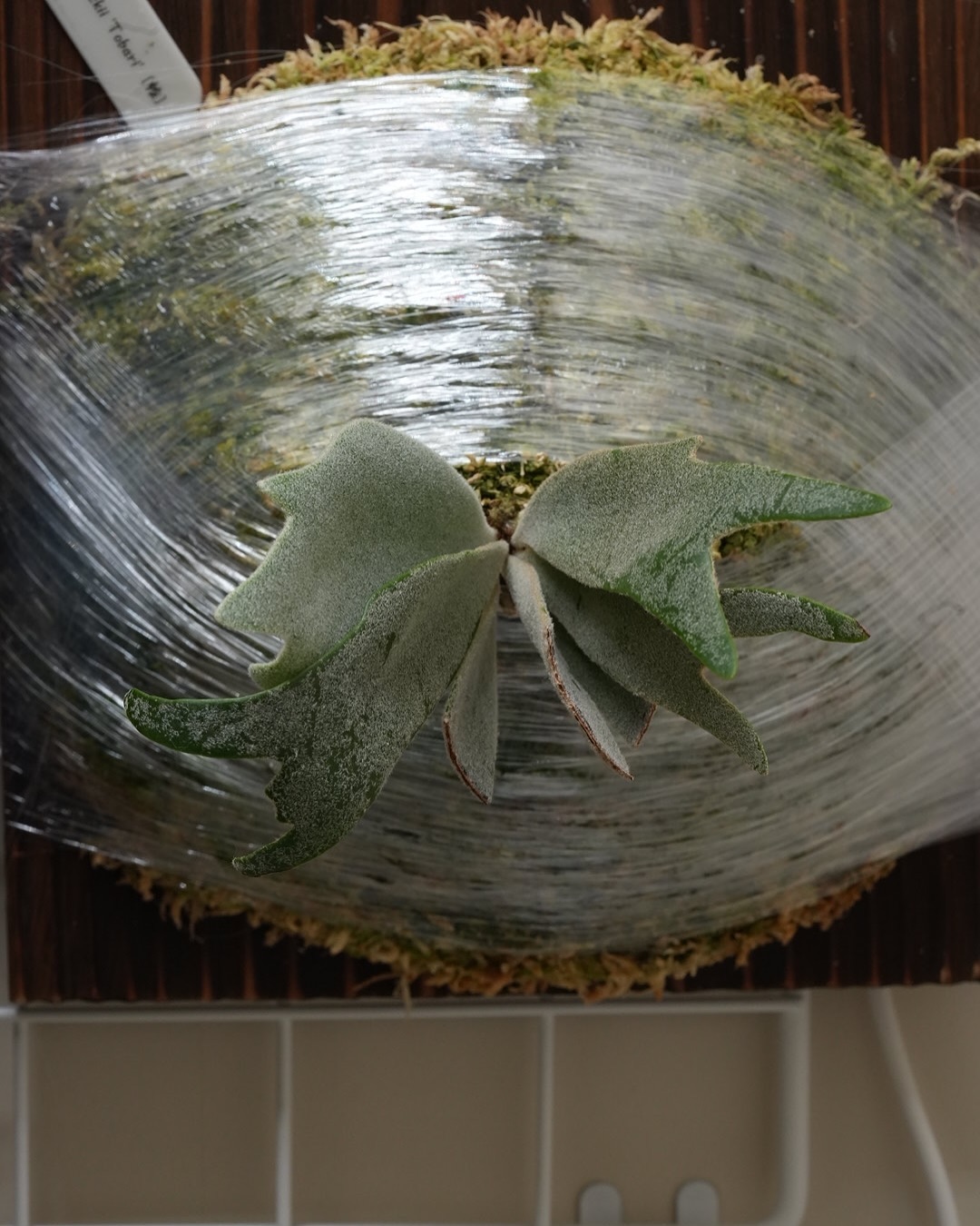 P.willinckii tobari from @pine.field.garage なかなか動か