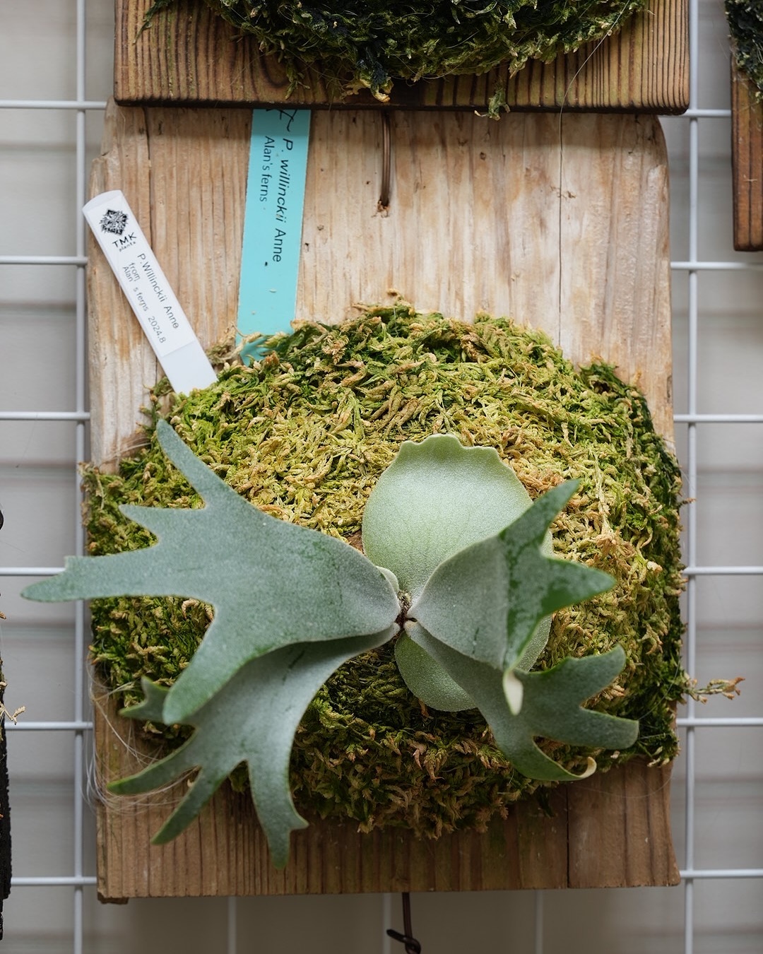 P.willinckii anne from @tmk_plants JTBで管理してから心なしか調