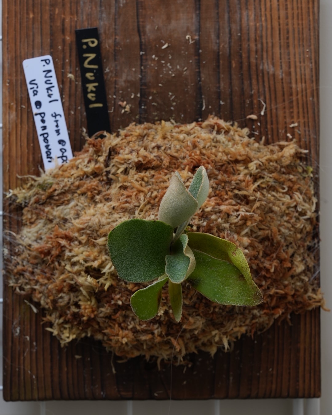 P.Nukul from @ponpowan 先日の東海糜会合同大忘年会にてモリーユ氏よりお迎えした