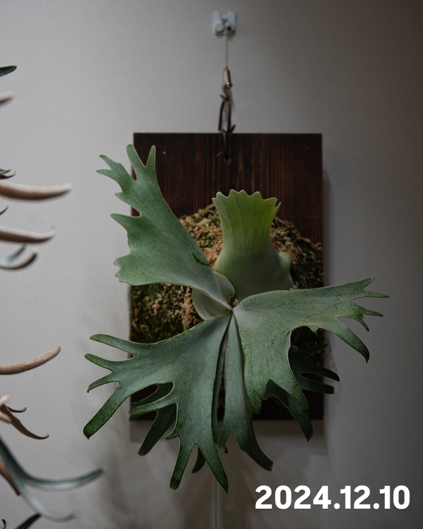 P.willinckii omega from @bikakumafia 調子出てきた。 普通のウィ