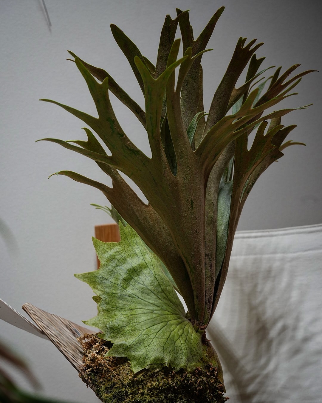 P.veitchii × coronarium