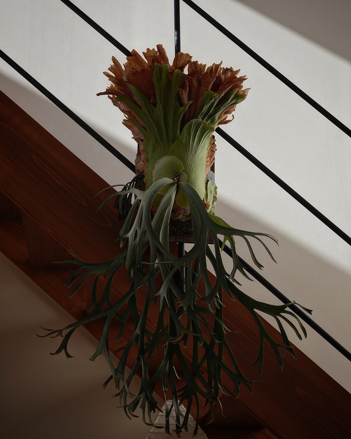 P.willinckii smurf from @katsu_hibino デカいのも正義 小さいの