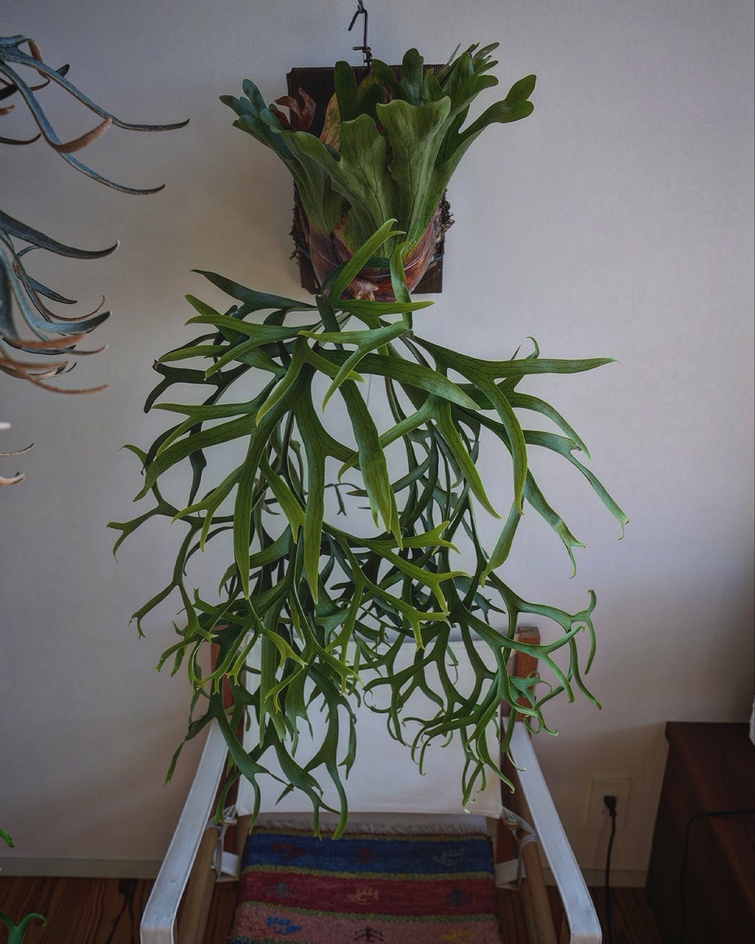 P.coronarium from @katsu_hibino ビカクシダを感じろ