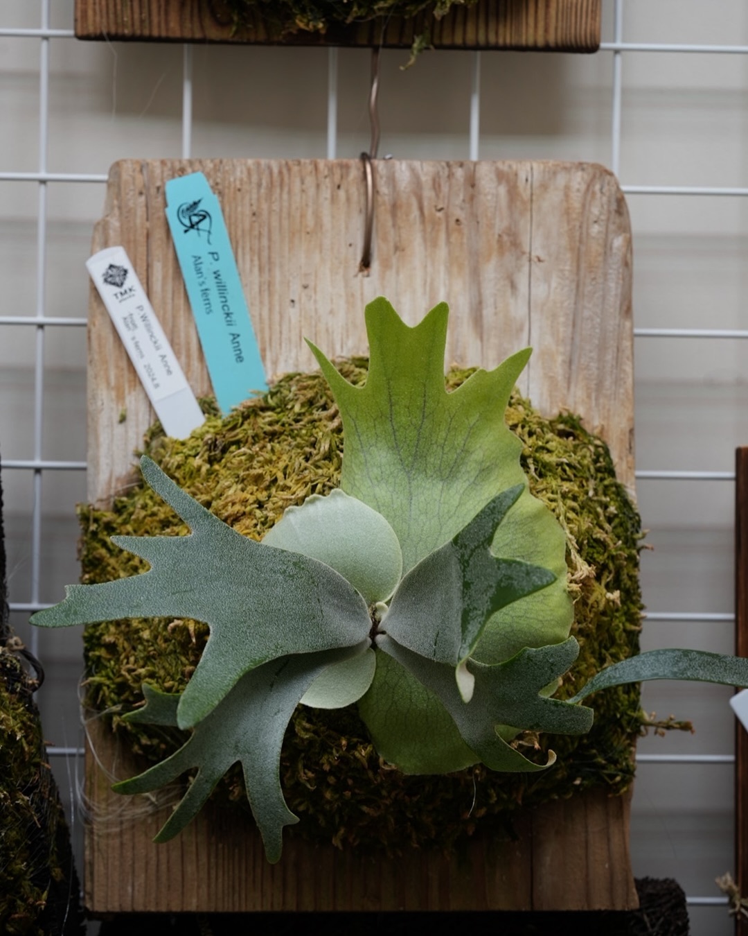 P.willinckii anne from @tmk_plants やはりJTBで管理してからの方