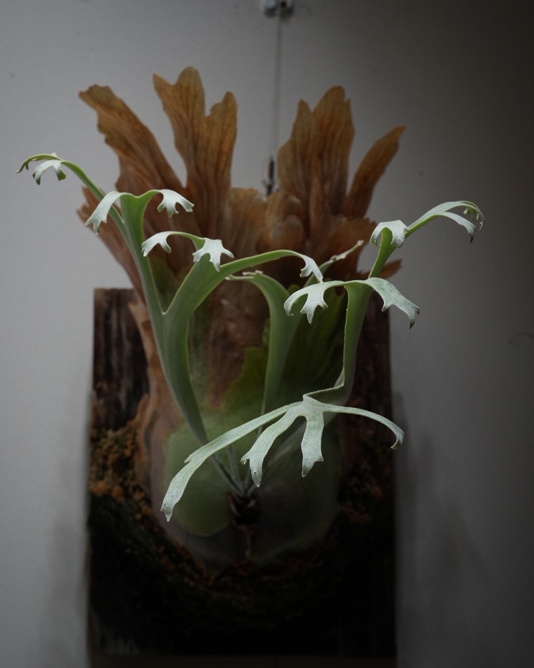 P.willinckii moonlight from @katsu_hibino やっぱ細葉はええ