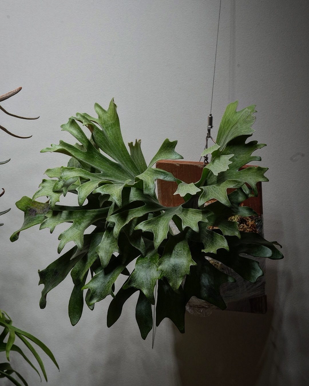 P.hillii has この株はその昔、三重糜会会長兼東海糜会副会長であられる @zutto_ki