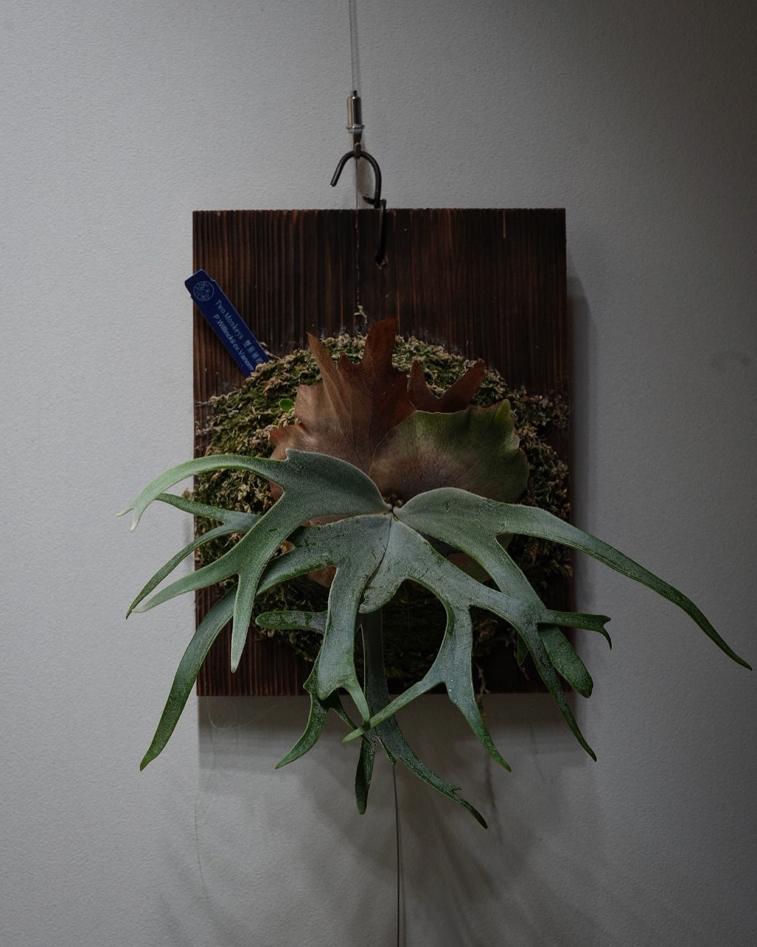 P.willinckii vanorn 妖しげな雰囲気。 そしてミキプルーンの苗がよく採れる。