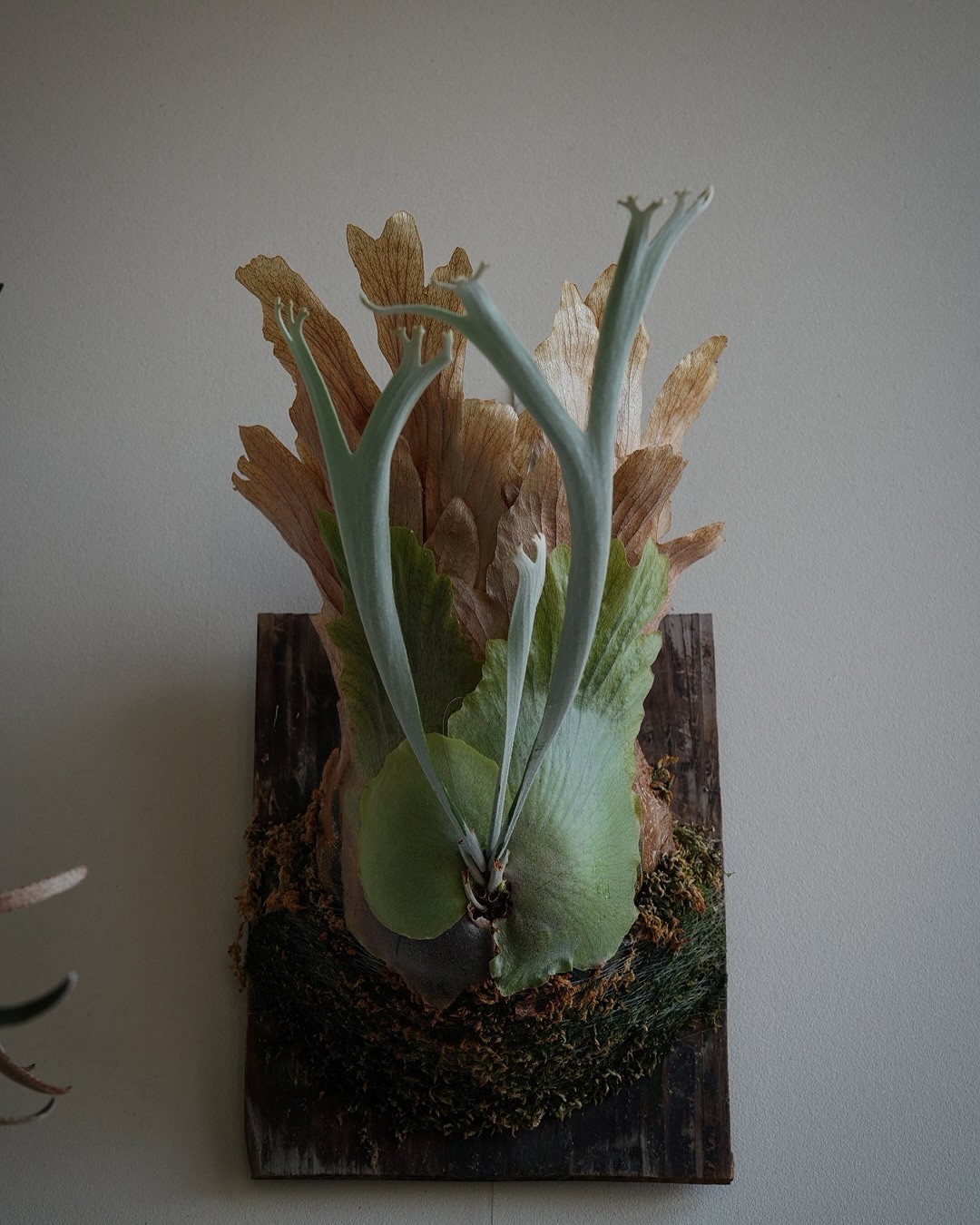 P.willinckii moonlight from @katsu_hibino ピロピロアゲイン