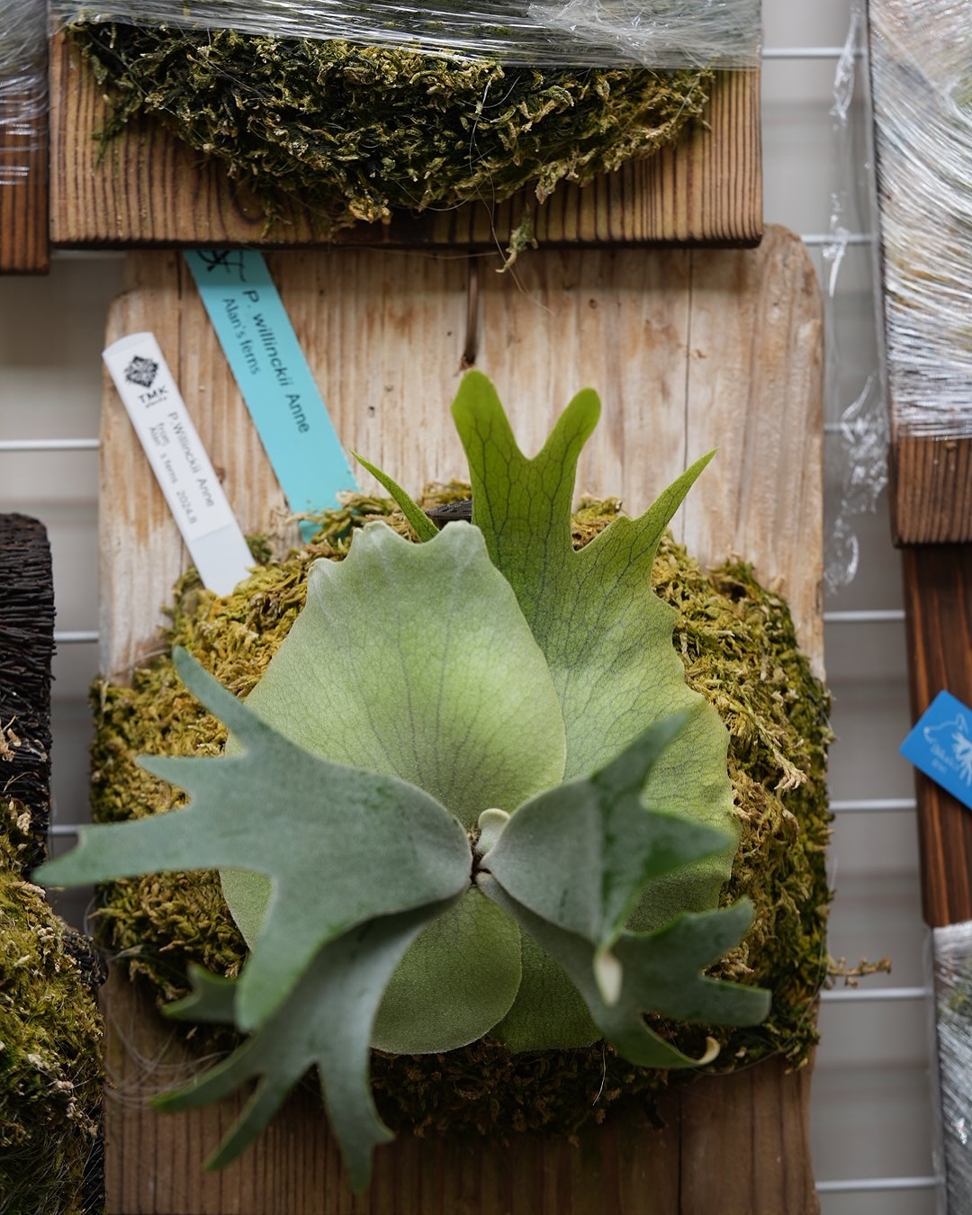 P.willinckii anne from @tmk_plants JTBで管理してから心なしか調