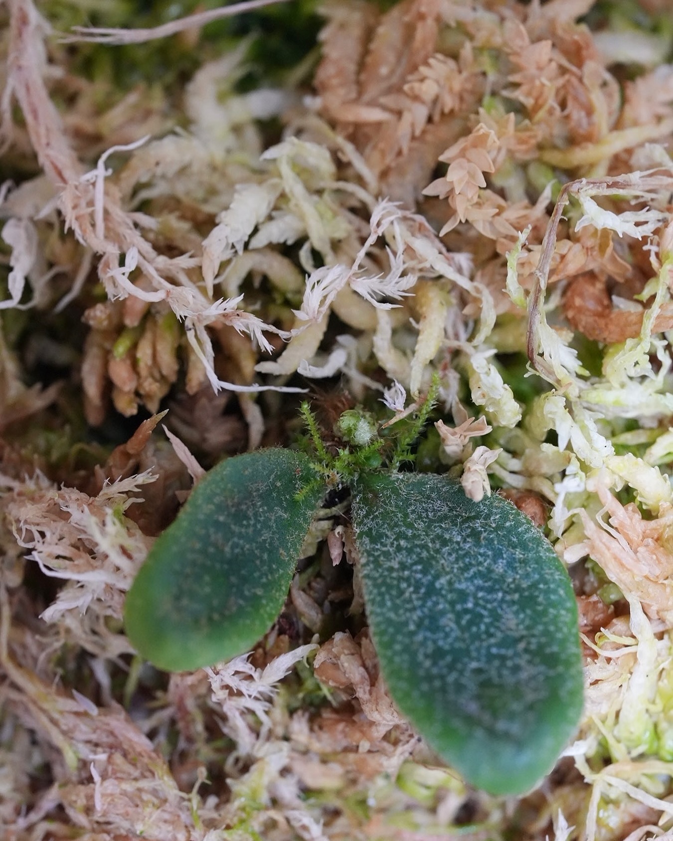 P.willinckii fishbone from @tmk_plants 今はまだ完全密閉管理。