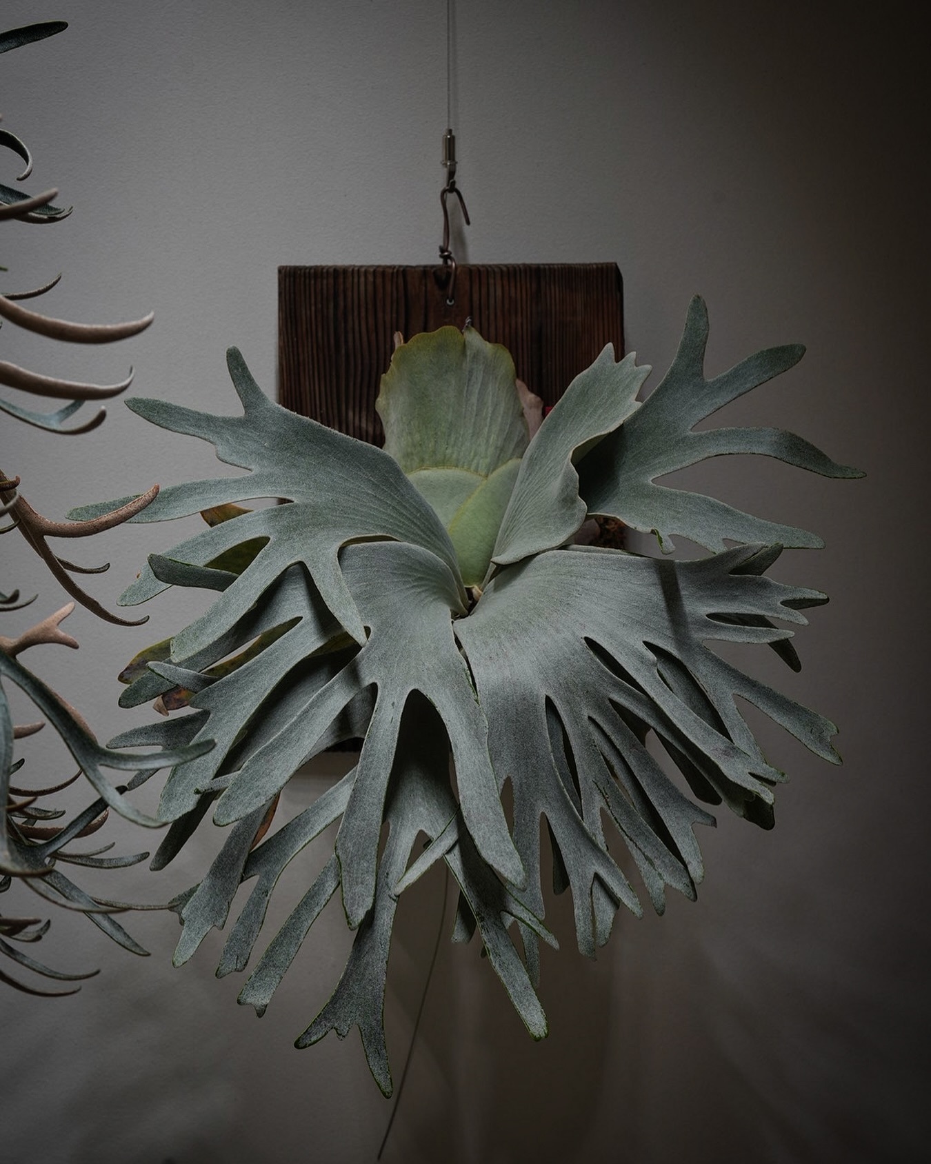 P.White gizmo めっちゃ綺麗