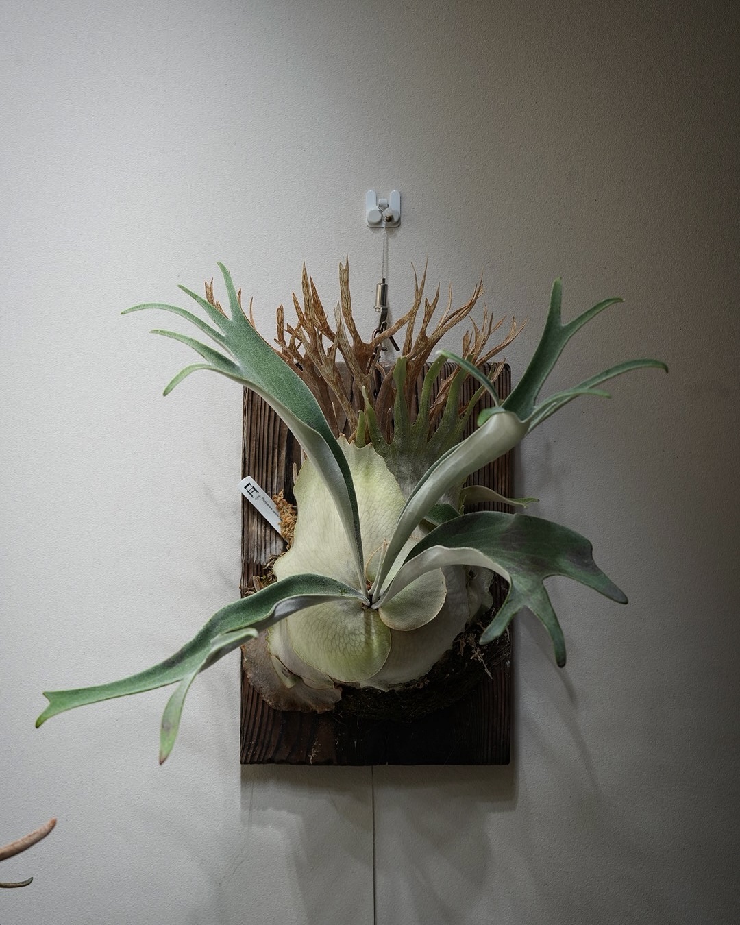 P.veitchii auburn river胞子培養＃3 ベイチーの貯水葉はこれくらいの段階が一番