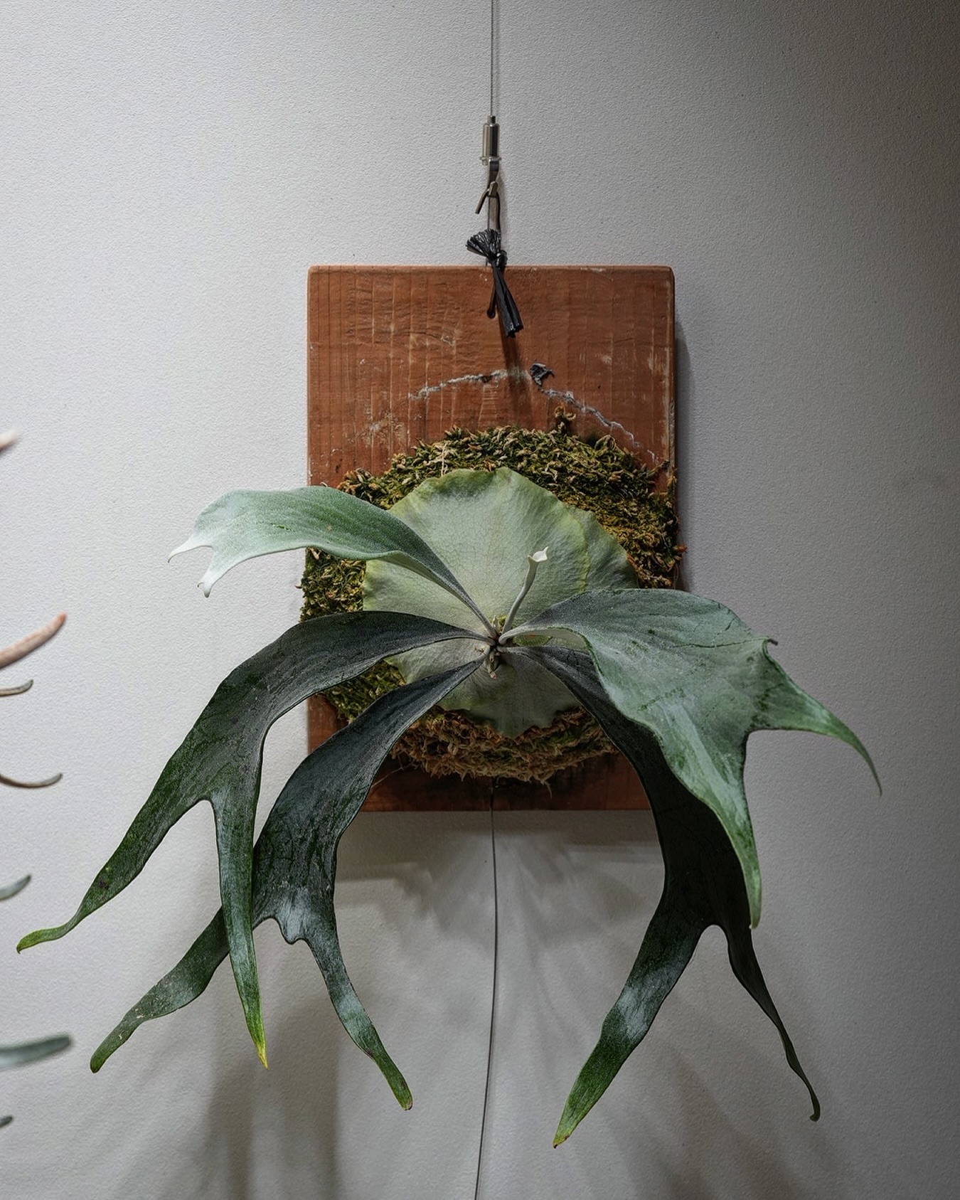 P.mt lewis from @botanyvalley せっかくだから俺はこのボタニーさんの白ル