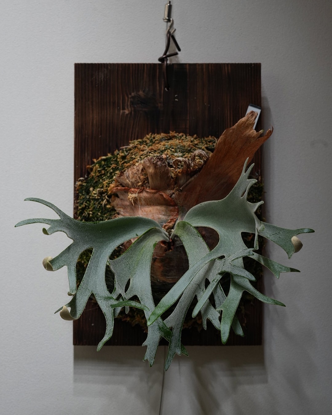 P.willinckii gabriel from @iggy421 今のところ素直に育ってます。 