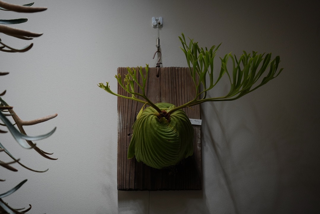 Platycerium ridleyi nano from @katsu_hibino これがいわゆ