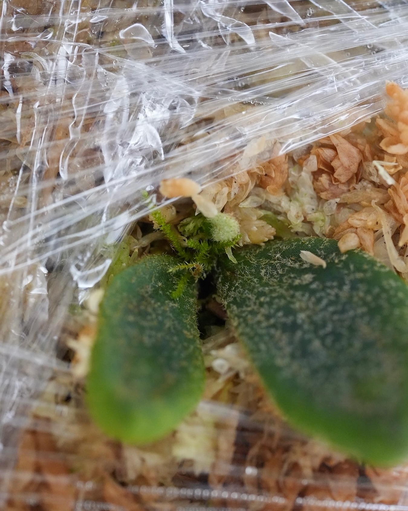 P.willinckii fishbone from @tmk_plants 今はまだ完全密閉管理。