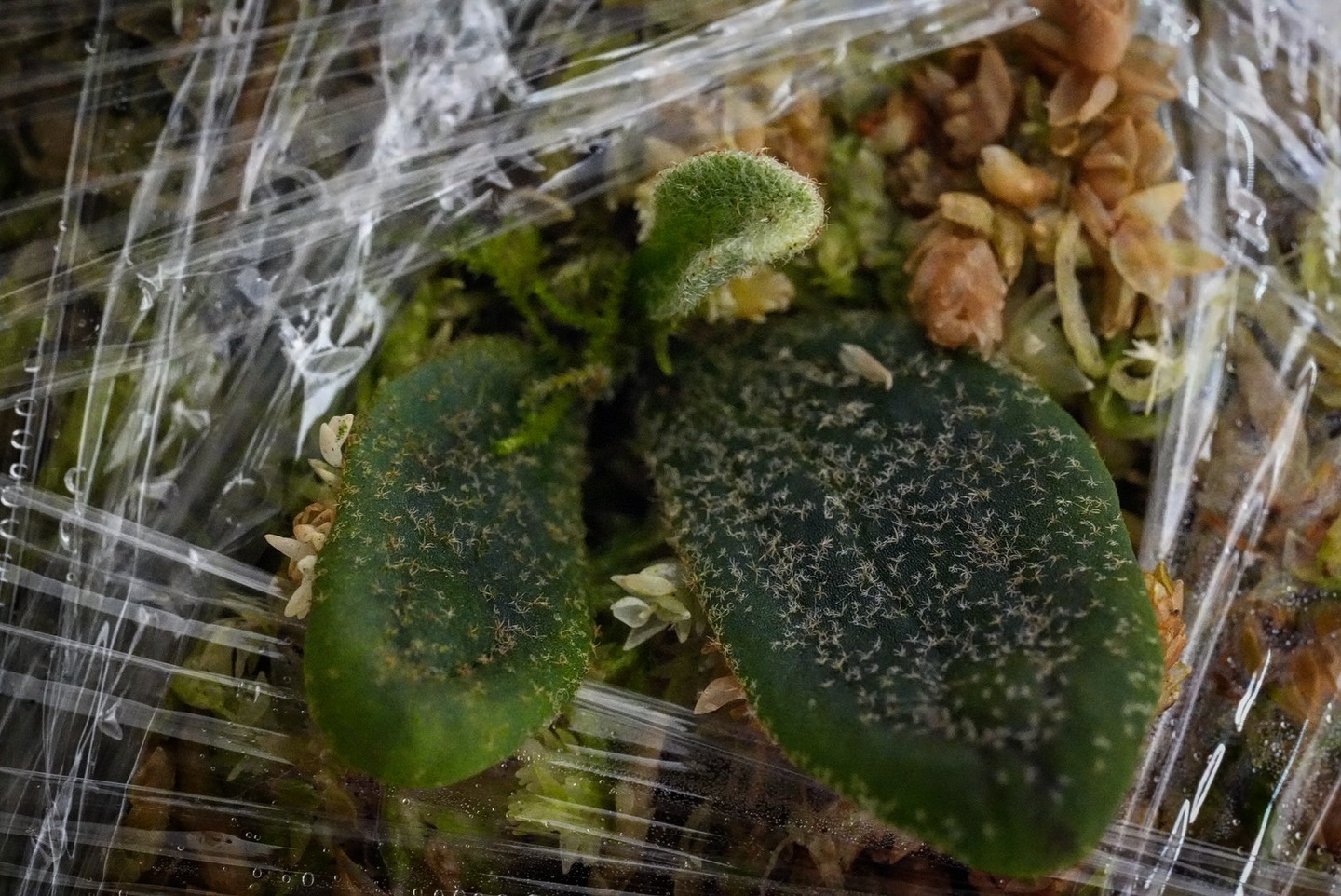 P.willinckii fishbone from @tmk_plants トイレの棚にひっそりと