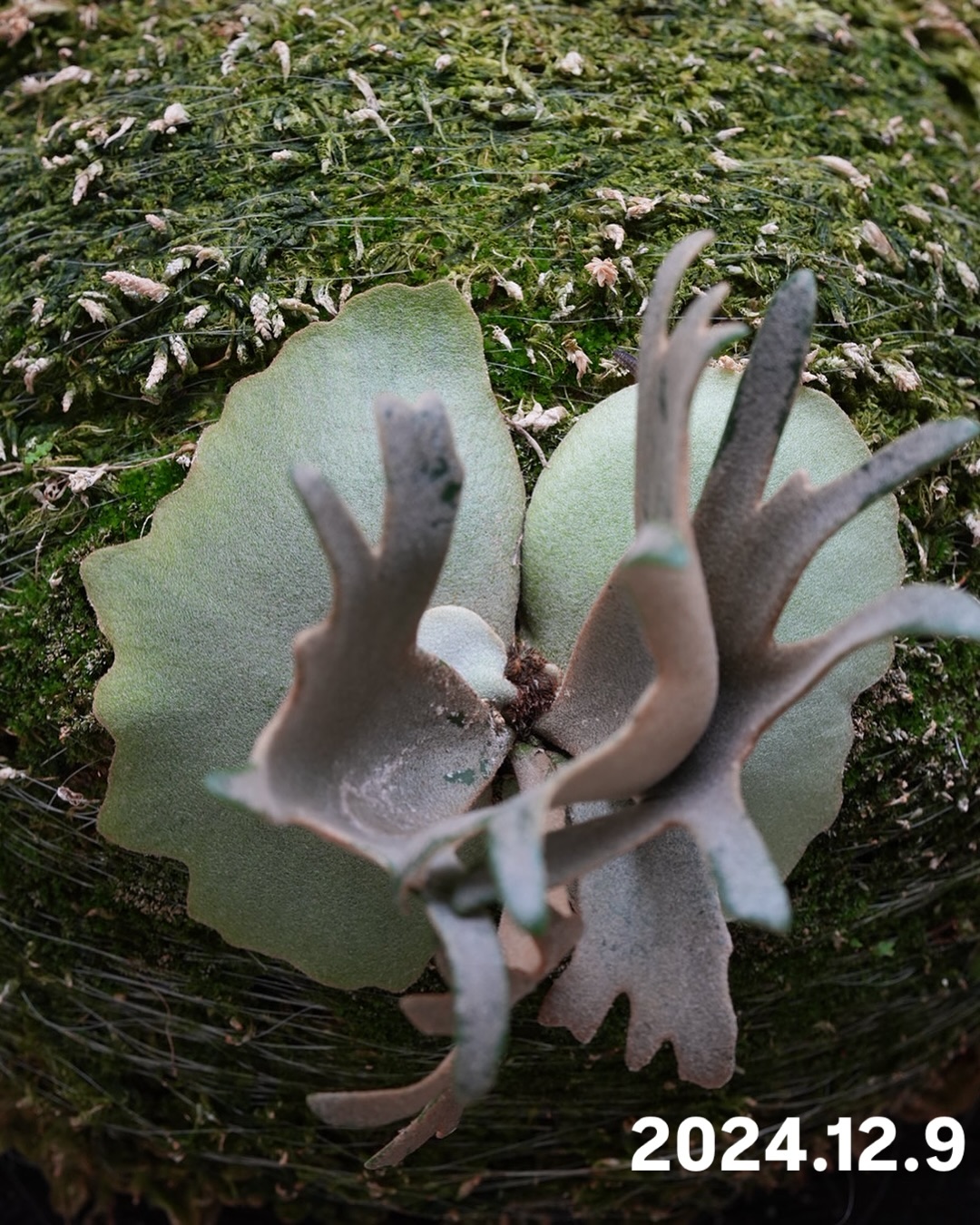 P.willinckii ‘Jenny’ from @bikakumafia JTBに引っ越してから