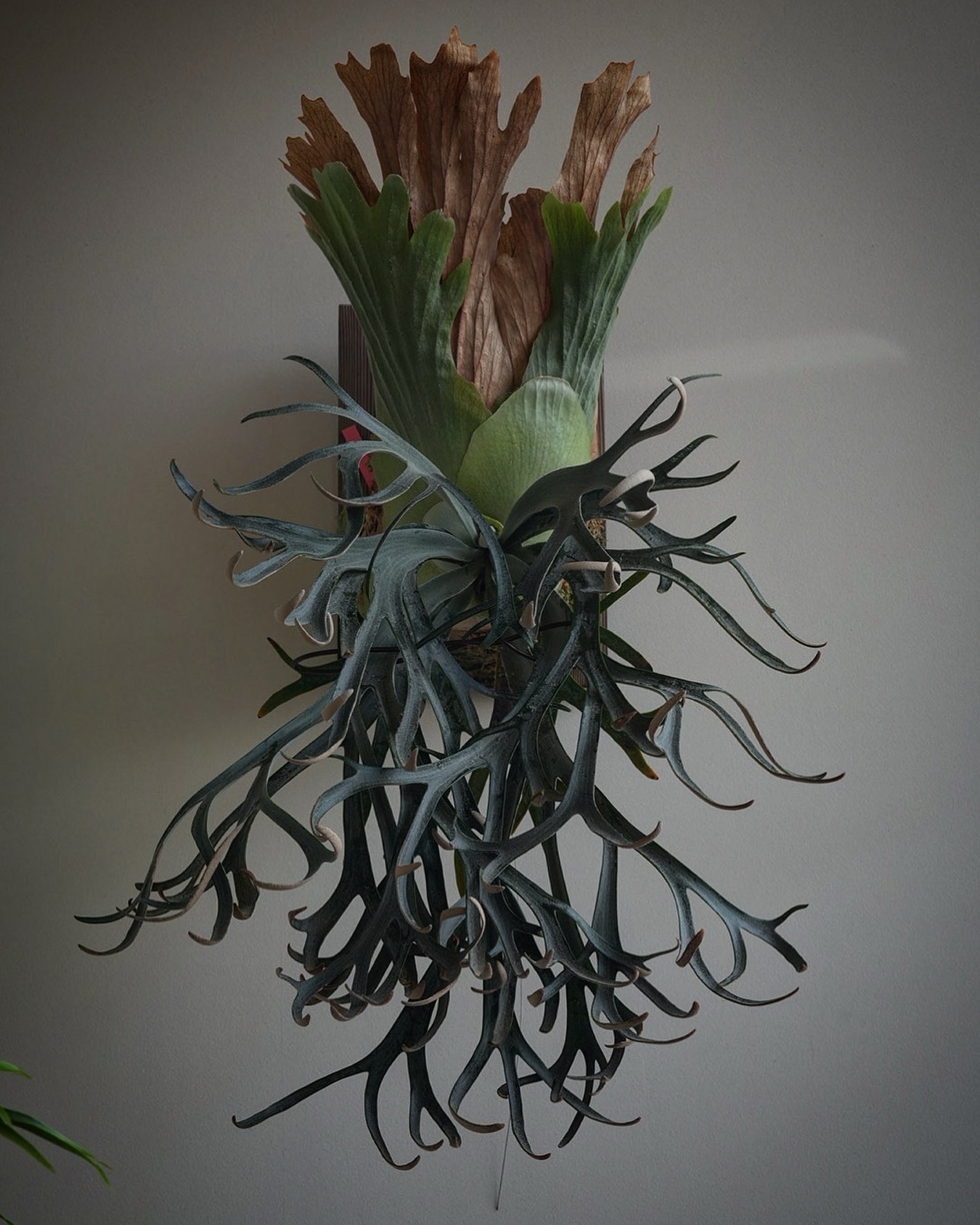 P.willinckii moonlight 私が美しいと思うウィリンキーの形 1.貯水葉は末広がり