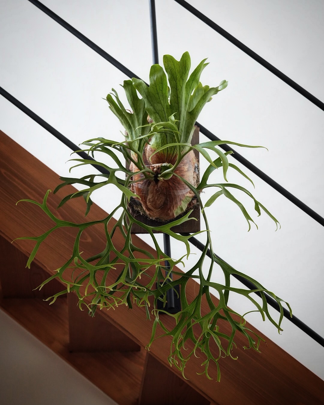 P.coronarium from @katsu_hibino 春はあけぼの コロナはほそば