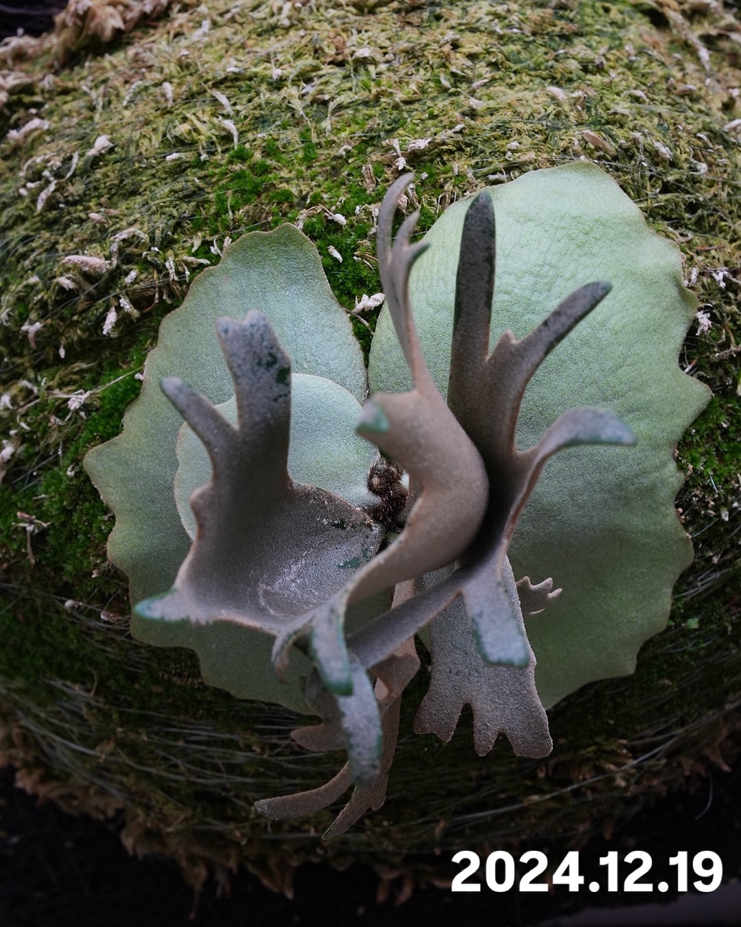 P.willinckii ‘Jenny’ from @bikakumafia JTBに引っ越してから