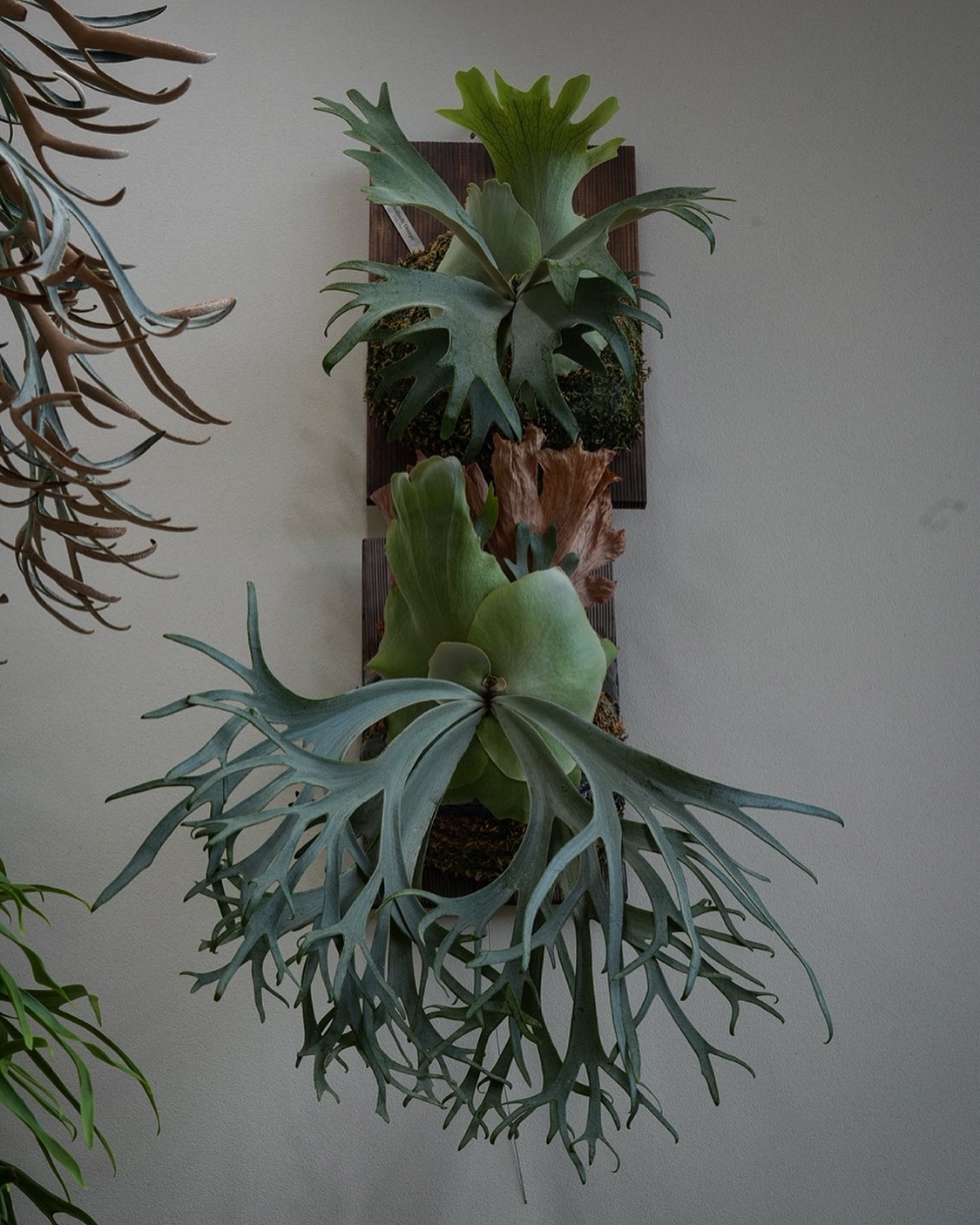 上P.willinckii omega 下P.willinckii bluequeen なんか競合し