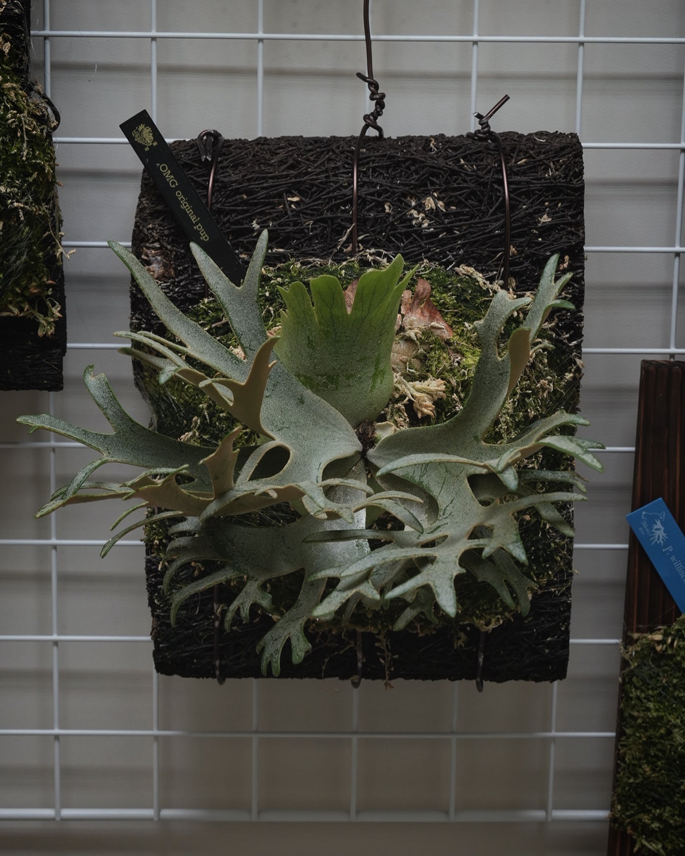 Platycerium willinckii OMG JTBの住人その3 OMGをトイレで管理してい