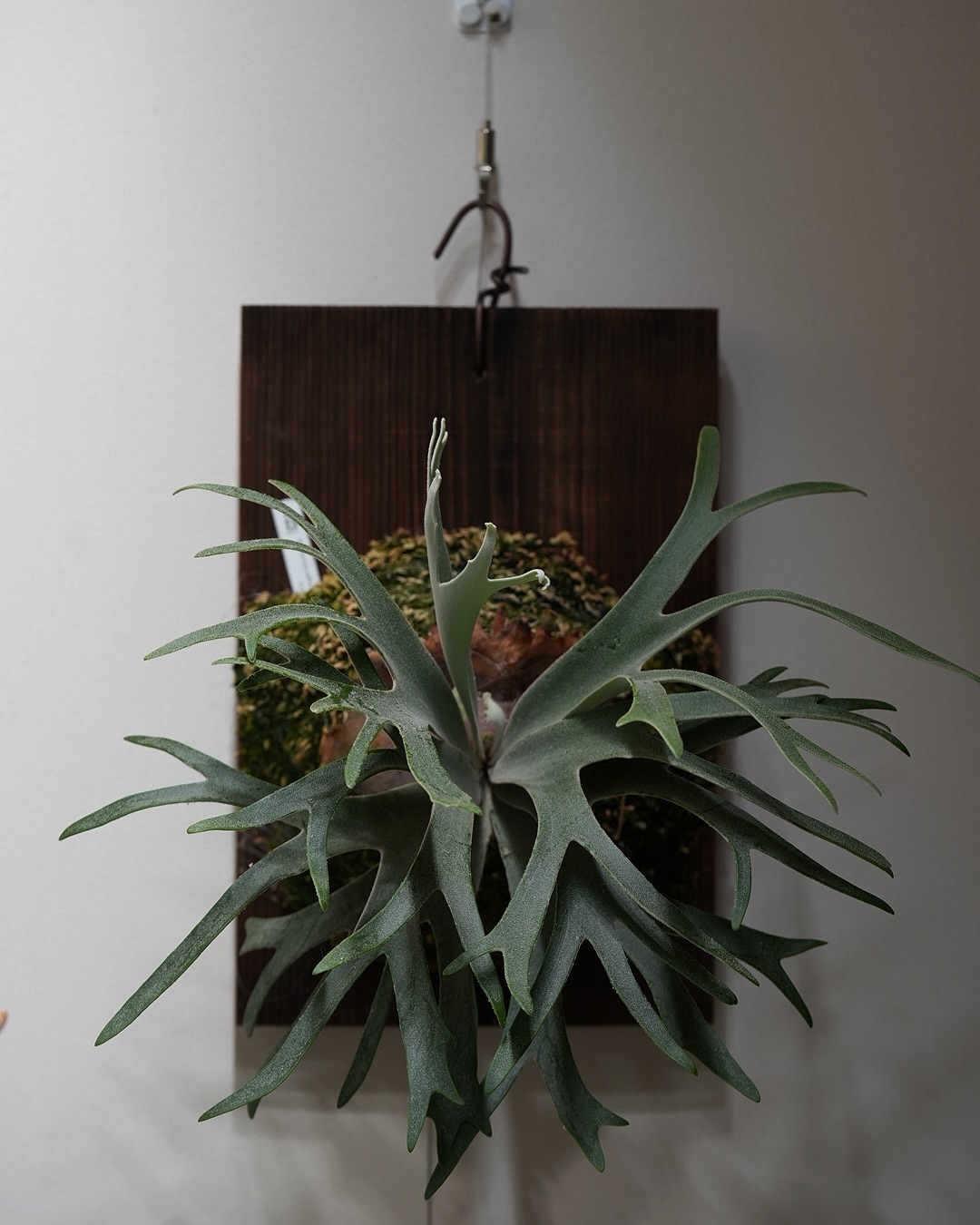 P.willinckii 伊弉諾 オイオイオイ首折れするわコイツ ほう貯水葉抜きビカクですか… たい