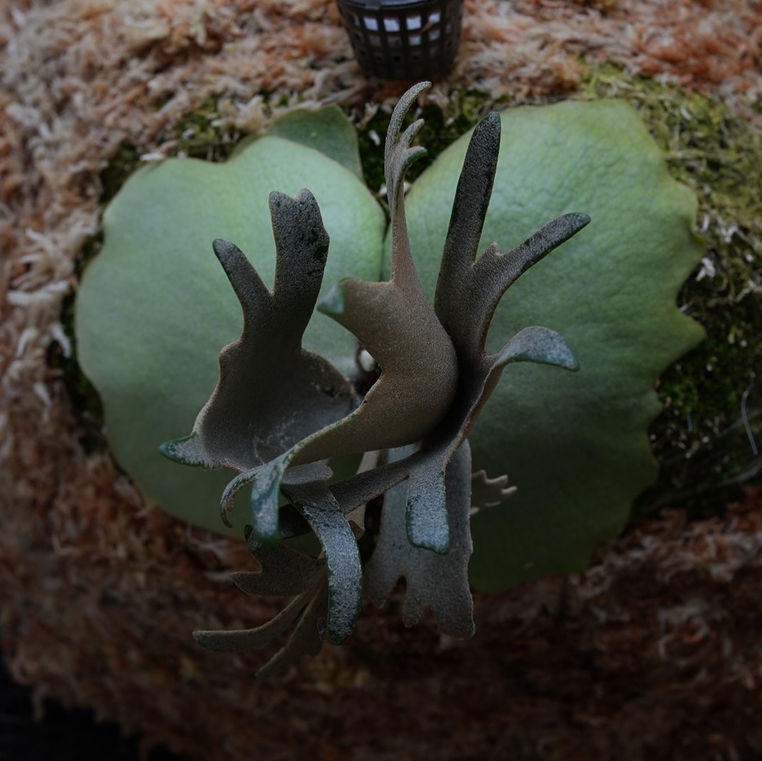 P.willinckii ‘Jenny’ from @bikakumafia 上下をコケましマグァン