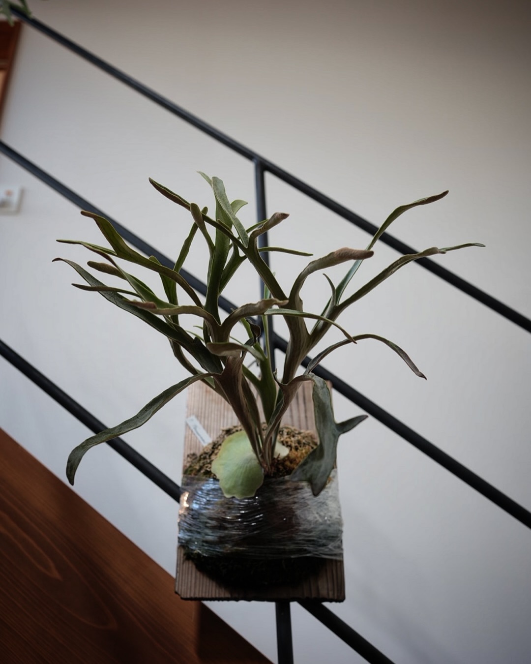 P.Phenomenal from @katsu_hibino 樹祭風構図です。