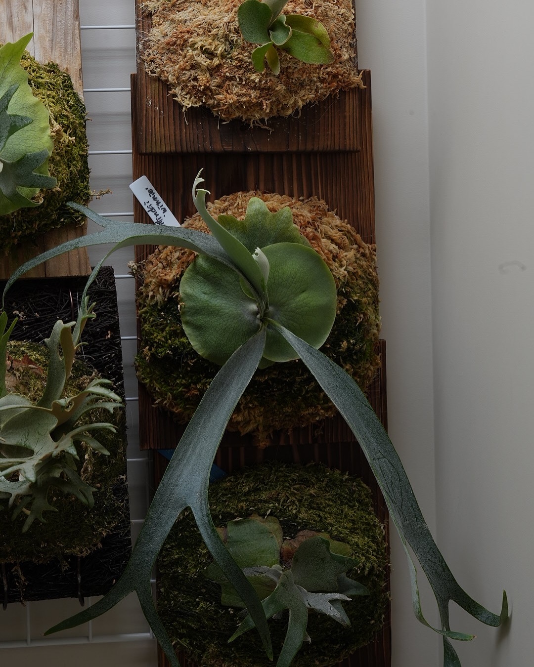 P.willinckii winnie from @big_bell.plants_aqua 上部分