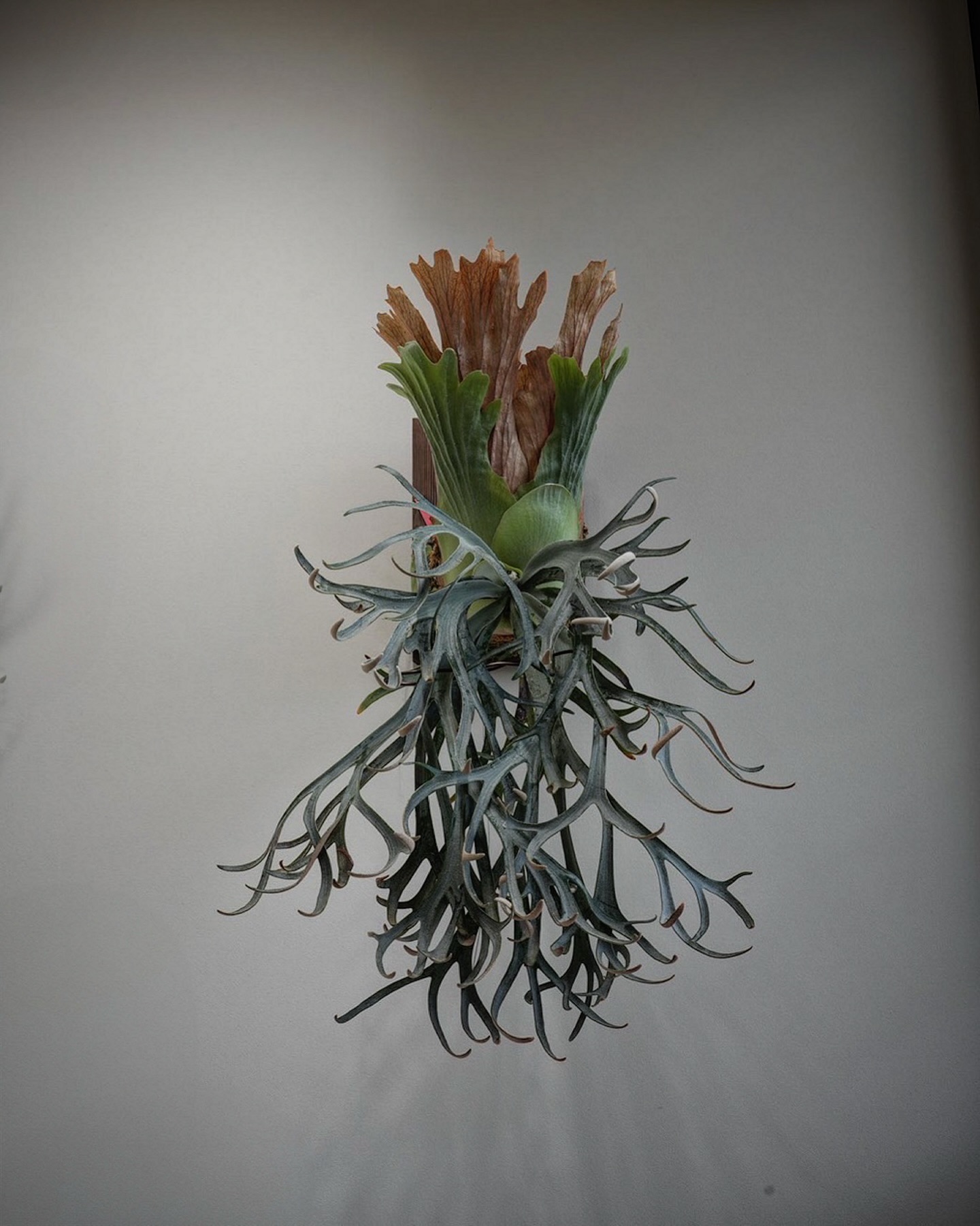 P.willinckii moonlight 本物のピロンピロンを体感せよーー