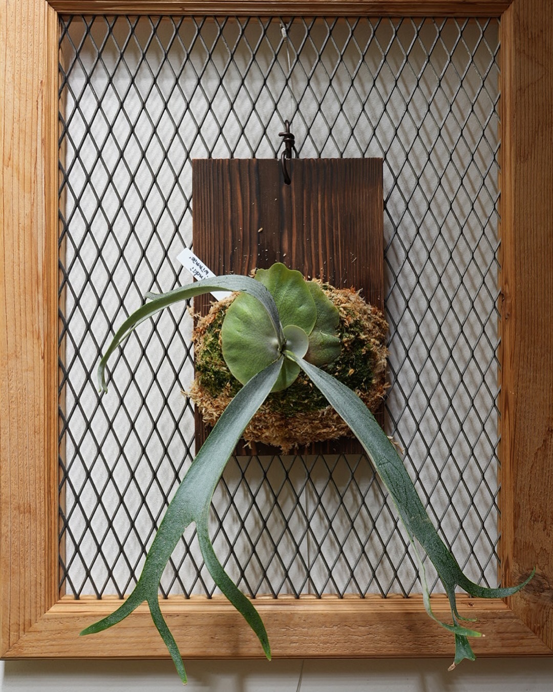 P.willinckii winnie from @big_bell.plants_aqua 苔増し