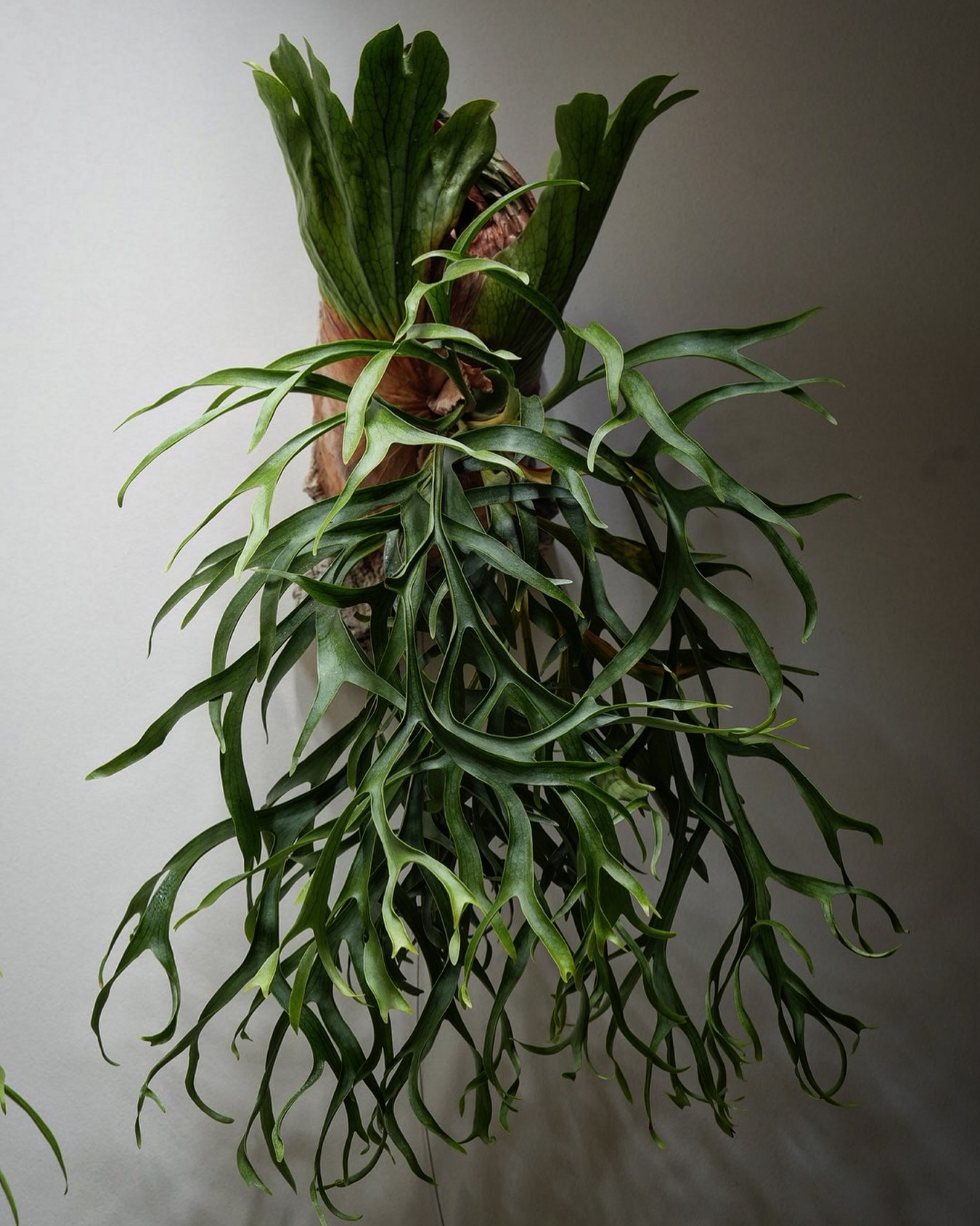 P.coronarium waiwai from @vandaka_plants あけおめことよろで