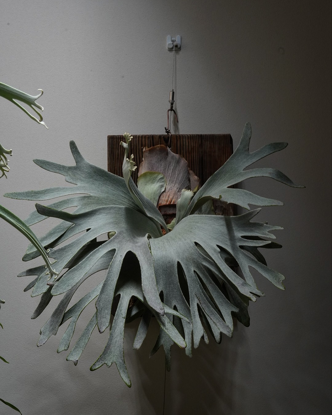 P.White gizmo ちょっと分岐が増えたかな？