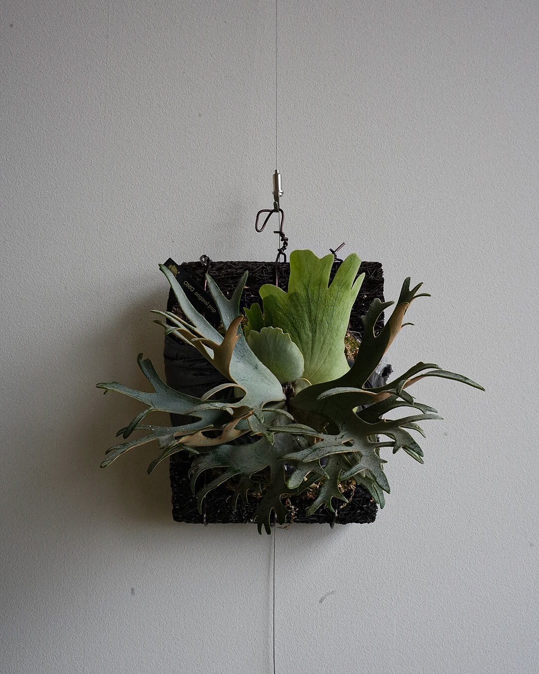 Platycerium willinckii OMG わたしが好きな写真の撮り方。(個人の感想) 朝