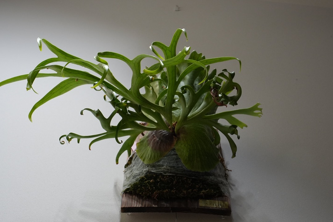 P.coronarium from @katsu_hibino クルクルは胞子葉が完全に成長してから