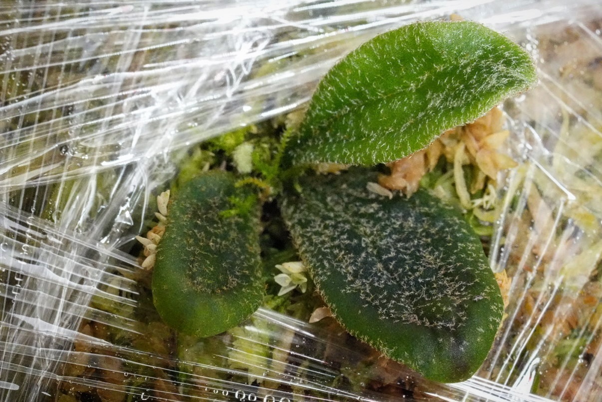 P.willinckii fishbone from @tmk_plants トイレの棚にひっそりと