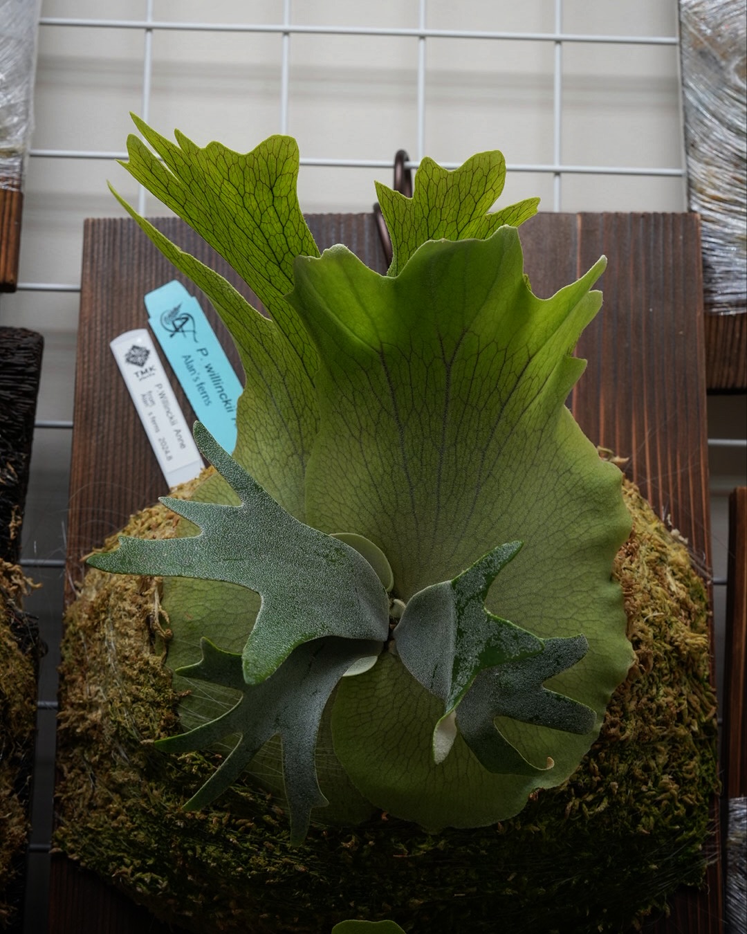 P.willinckii anne from @tmk_plants 貯水葉がハクション大魔王の壺み