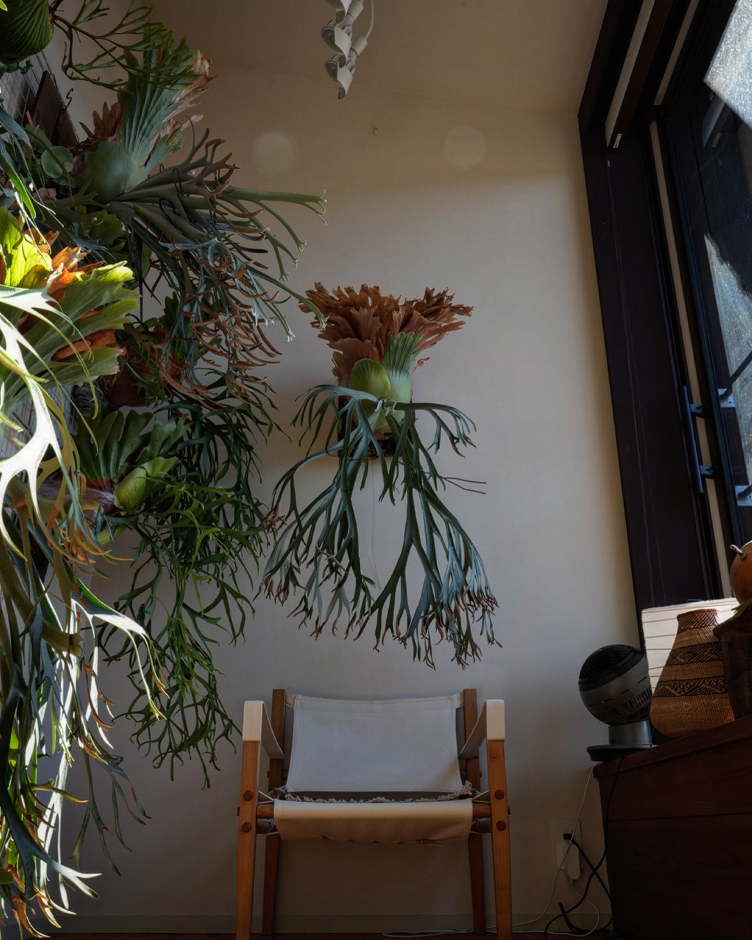 P.willinckii 月光爪哇 from @comolebi_plants いい感じの胞子葉が出