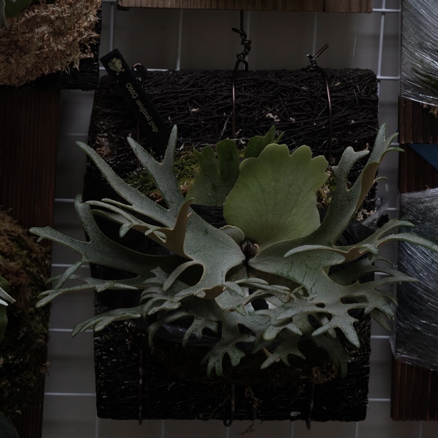 Platycerium willinckii OMG ドワーフの育成へったくそですがドワーフも好きで