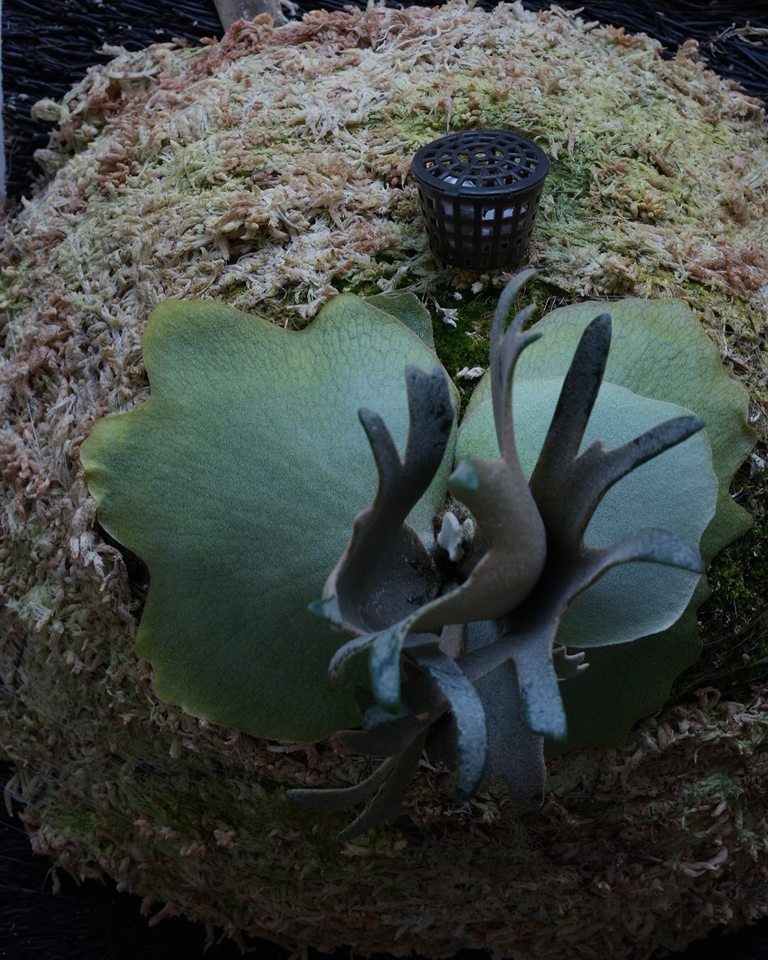 P.willinckii ‘Jenny’ from @bikakumafia 胞子葉がちょっとそれっ