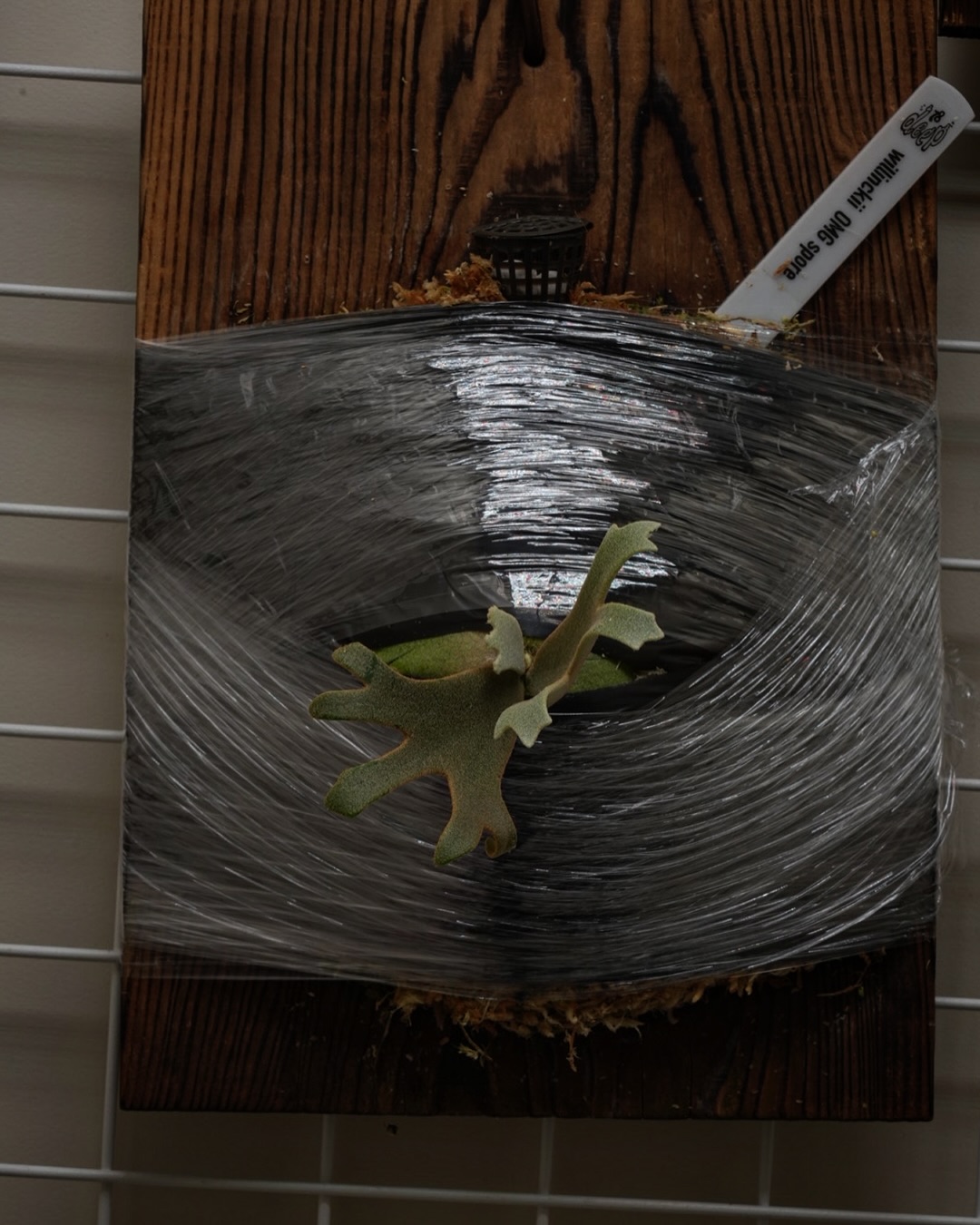 P.willinckii OMG sporeling from @1978_deep_ 1.2枚目 