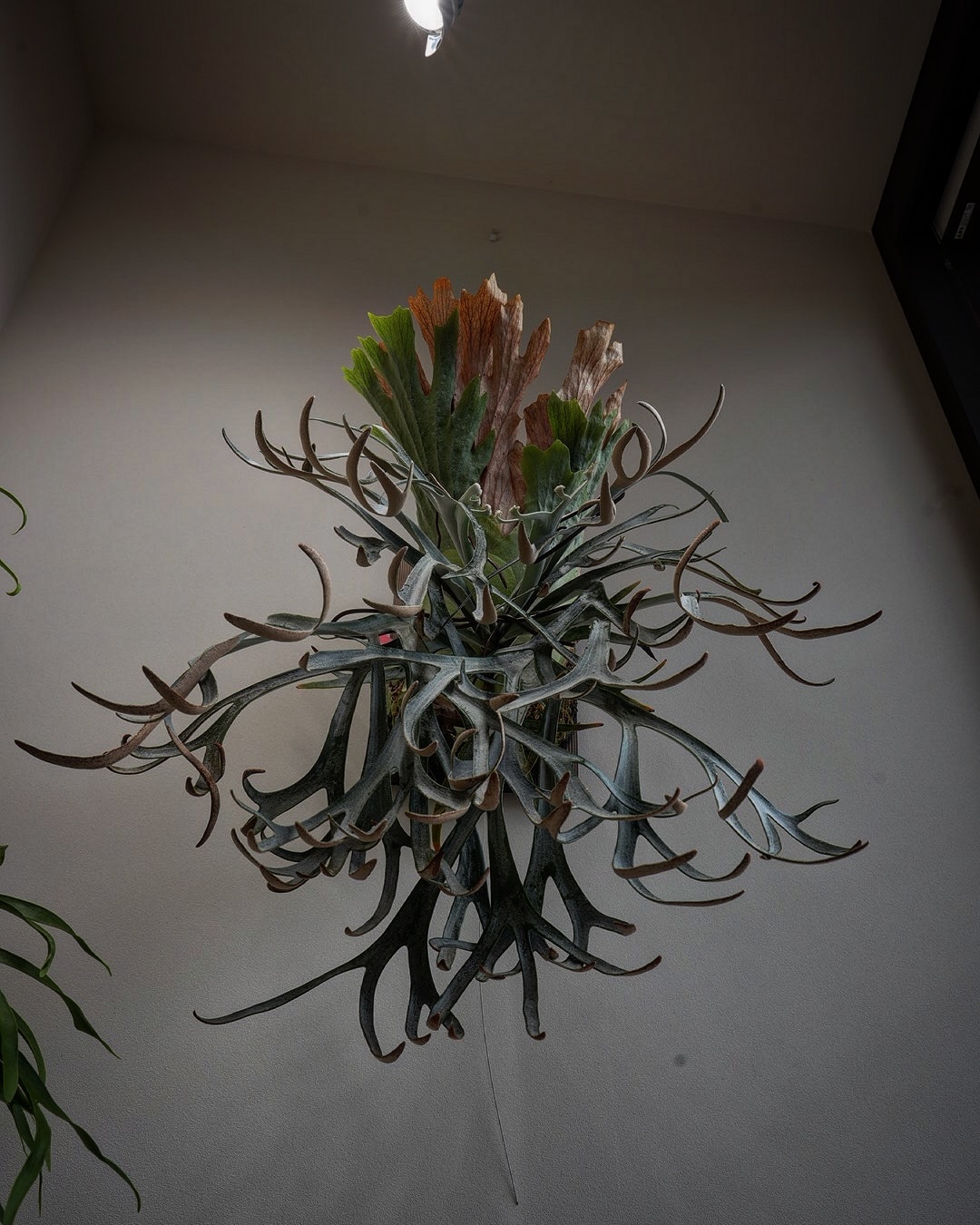 P.willinckii moonlight ローアングルも楽しいですよ。 今回は貯水葉がうまく展開