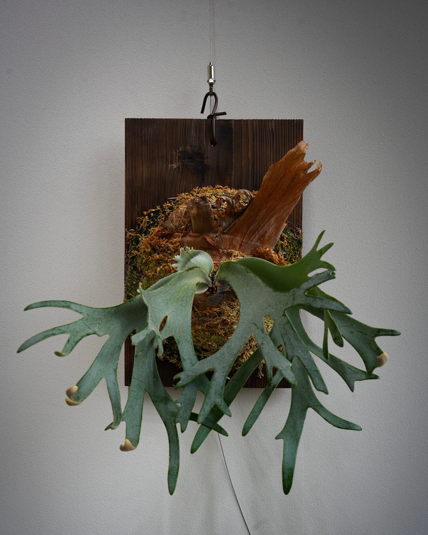 P.willinckii gabriel from @iggy421 なかなか凶悪な貯水葉になりそう