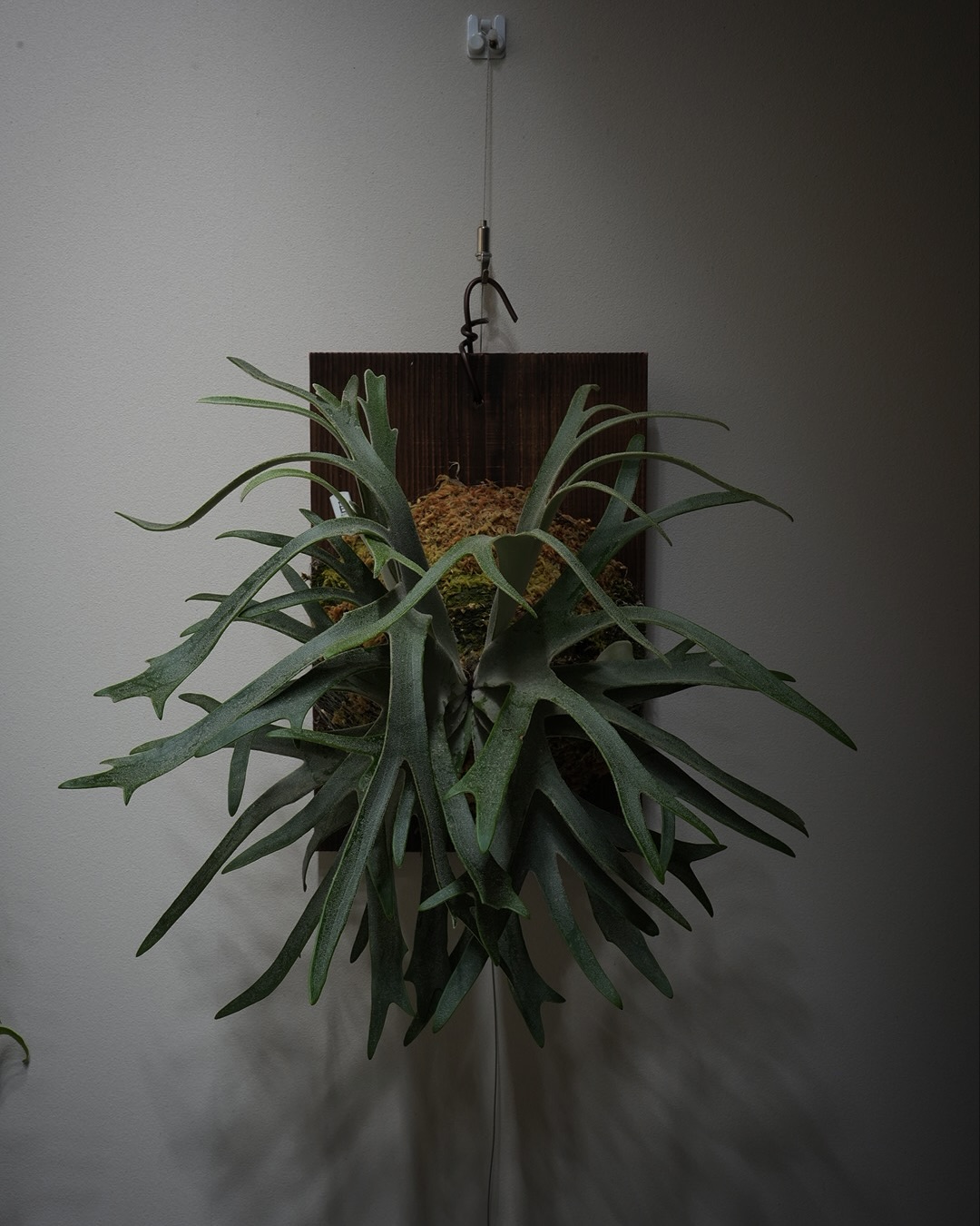 P.willinckii 伊弉諾 from @big_bell.plants_aqua 貯水葉はギザ